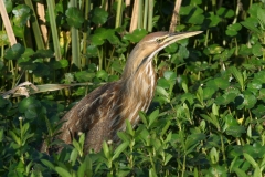 American Bittern IMG_8689