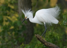 Snowy Egret - 2