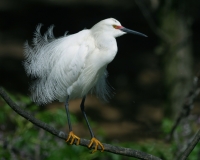 Snowy Egret - 3