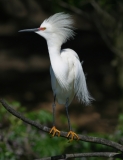 Snowy Egret - 4