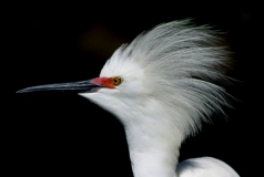 Snowy Egret - 5