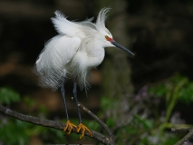 Snowy Egret - 6