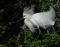 Snowy Egret - 7