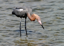 Reddish Egret - 1
