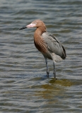 Reddish Egret - 2