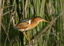 Least Bittern - 1