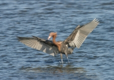 Reddish Egret - 3