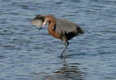 Reddish Egret - 4