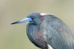 Tricolored Heron - 1