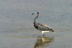 Tricolored Heron - 2