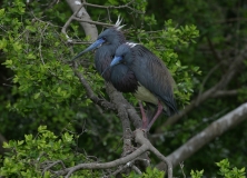 Tricolored Heron - 3