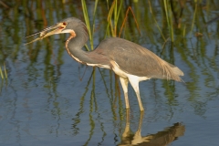 Tricolored Heron - 4