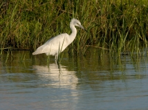 Little Blue Heron - immature - 1