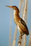 Least Bittern - 2