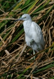 Little Blue Heron - immature - 2