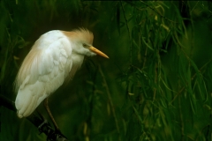Cattle Egret