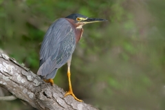 Green Heron - 1