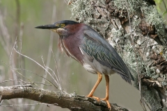 Green Heron - 2