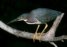 Green Heron - 3