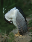 Black-crowned Night Heron