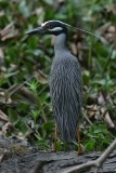 Yellow-crowned Heron - 1