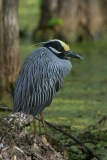 Yellow-crowned Heron - 2