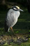 Yellow-crowned Heron - 3