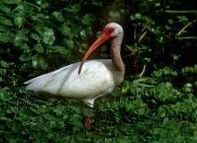 White Ibis - 1
