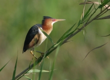 Least Bittern -3