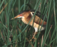 Least Bittern - 4