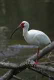 White Ibis - 2