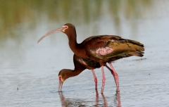 White-faced Ibis - 1