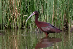 White-faced Ibis - 2