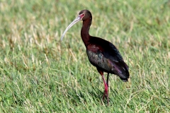 White-faced Ibis - 3