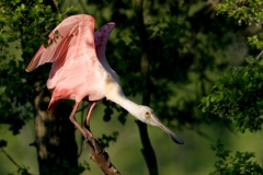Roseate Spoonbill - 2