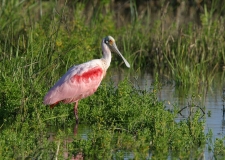 Roseate Spoonbill - 3