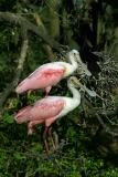 Roseate Spoonbills - 1