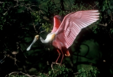 Roseate Spoonbill - 4