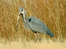 Great Blue Heron & Bullfrog - 2