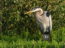 Great Blue Heron - 3