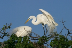 Great Egret - 1