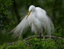 Great Egret - 2