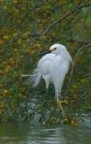 Snowy Egret - 1