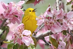 Yellow Warbler - 3