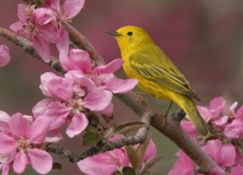 Yellow Warbler - 4