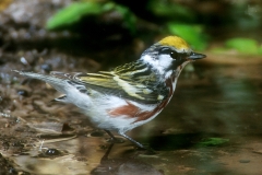 Chestnut-sided Warbler