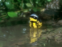 Magnolia Warbler