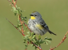 Yellow-rumped Warbler - 1
