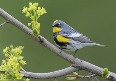 Yellow-rumped-Warbler - 2