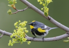 Yellow-rumped-Warbler - 3